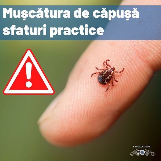 Sfaturi practice în caz de mușcătură de căpușă post thumbnail